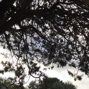 Meet your Posher, Daisy